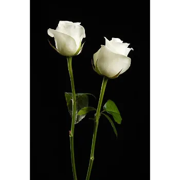 Natural White Rose
